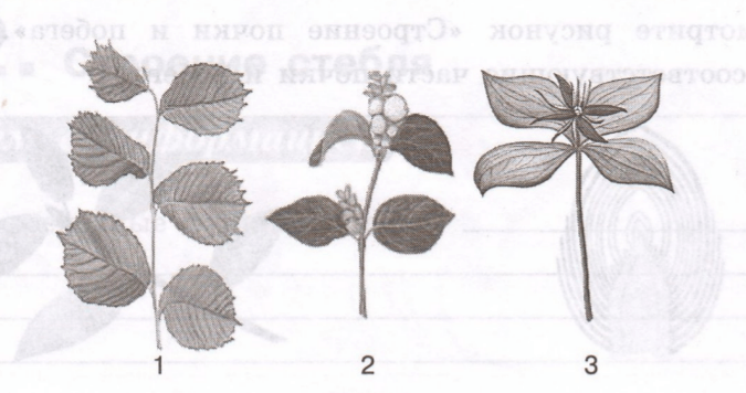 Задание рисунок 1