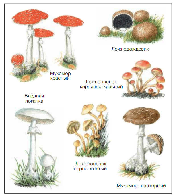 Задание рисунок 2